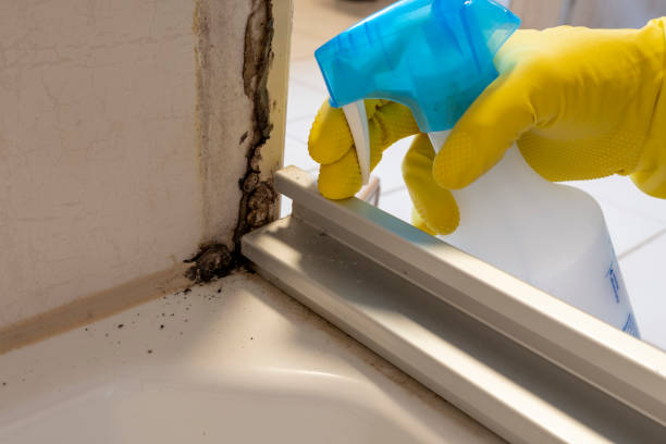 Best Industrial Mold Remediation  in USA